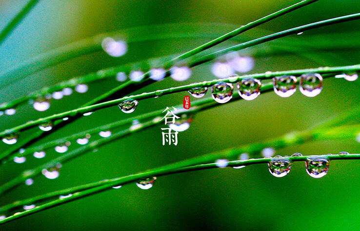 ТРАДИЦИОННАЯ КУЛЬТУРА КИТАЯ. 24 сезона традиционного китайского сельскохозяйственного календаря. Гуюй - Урожайные дожди