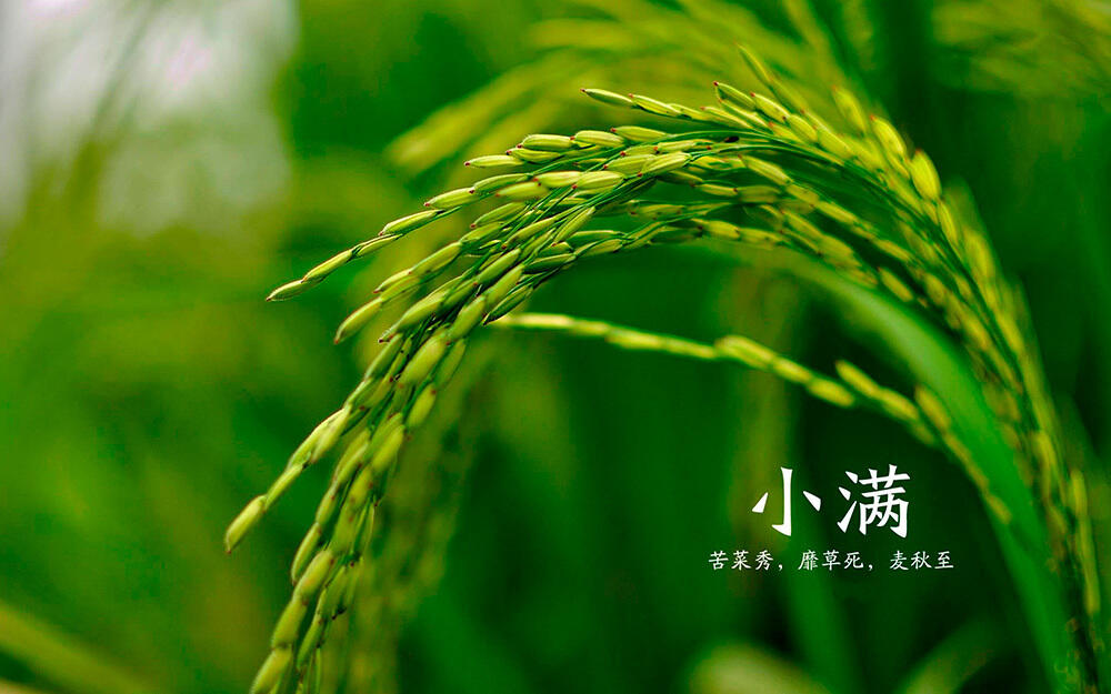 ТРАДИЦИОННАЯ КУЛЬТУРА КИТАЯ. 24 сезона традиционного китайского сельскохозяйственного календаря. Сяомань - Малое изобилие
