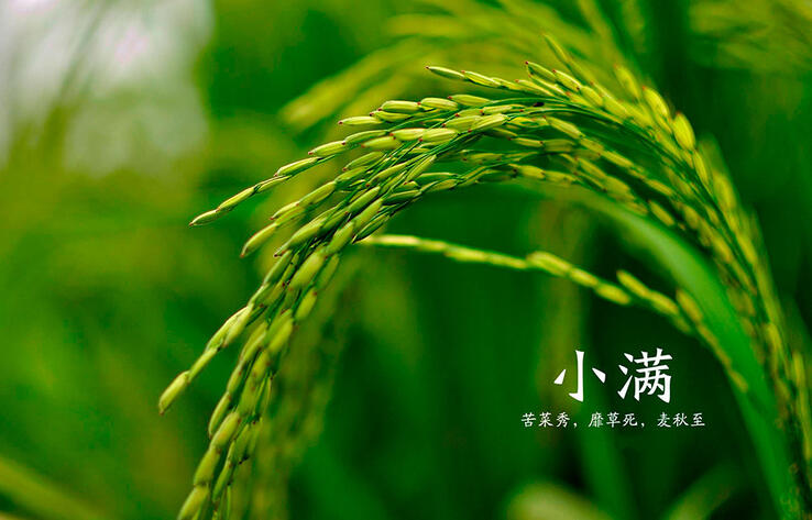 ТРАДИЦИОННАЯ КУЛЬТУРА КИТАЯ. 24 сезона традиционного китайского сельскохозяйственного календаря. Сяомань - Малое изобилие