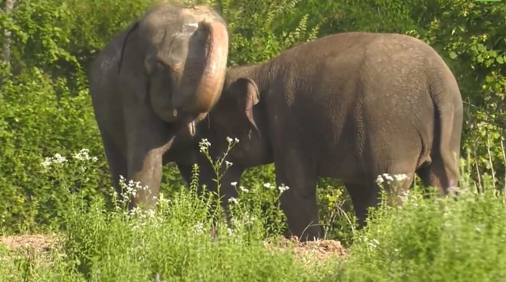 Отпуск для слонов. Животных из Росгосцирка привезли на отдых в санаторий