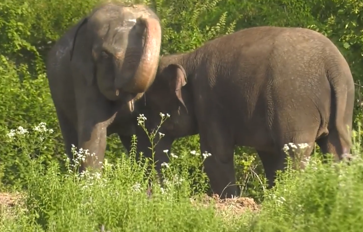 Отпуск для слонов. Животных из Росгосцирка привезли на отдых в санаторий