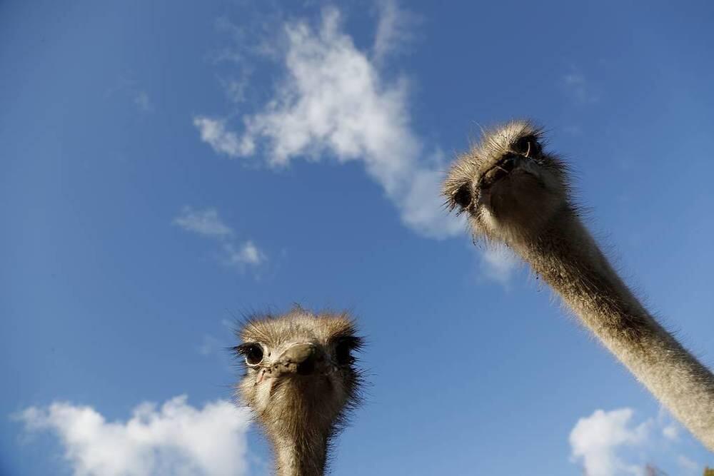 This week in photos: Peresild's return from ISS, chapel disinfection, McGregor's waxwork. Images | African ostriches on a sunny autumn day at the Nornieki ostrich farm in Latvia, October 18 | tass.com