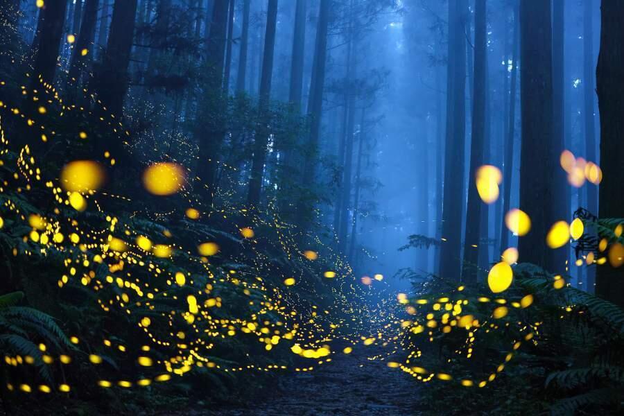 Картина мира: самые впечатляющие фото года. Фото: «Зеленый светящийся лес» Ширли Вонга снят ночью на горной тропе, освещенной светлячками. | iz.ru