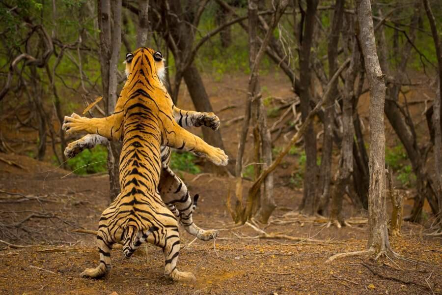 Outstanding Images Of The Year. Images | iz.ru