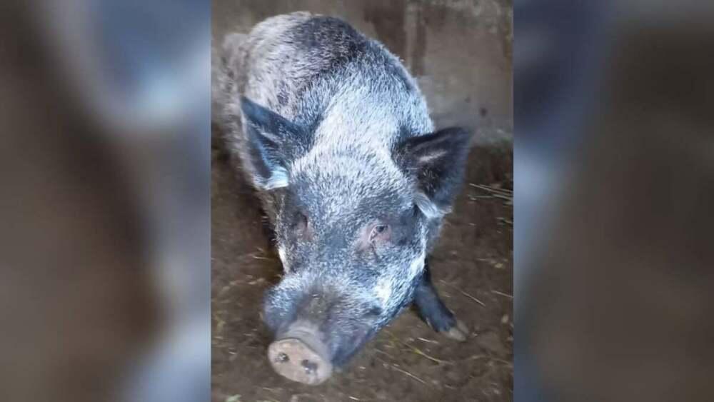 Житель Алматы держал в доме дикого кабана. Фото: Polisia.kz