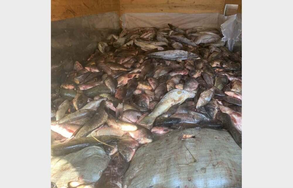В Алматинской области полицейские изъяли у браконьера 3 тонны рыбы