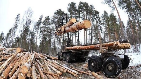 В Павлодарской области лесники подозреваются в незаконной порубке и краже леса 