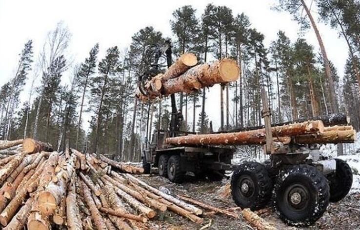 В Павлодарской области лесники подозреваются в незаконной порубке и краже леса 