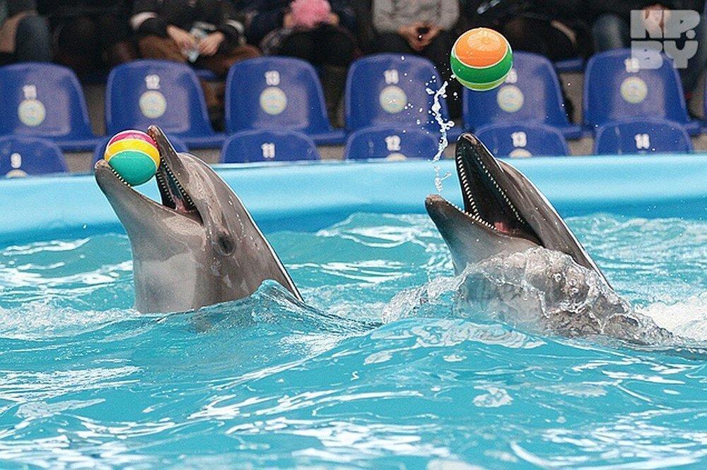Дельфинарии и контактные зоопарки запретят в Казахстане