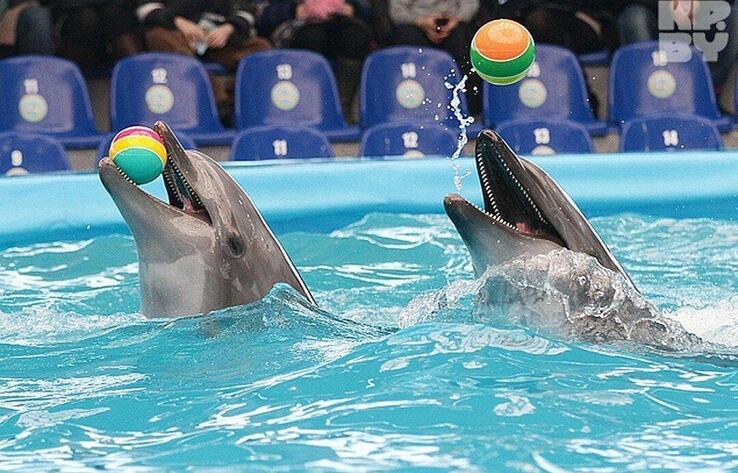 Дельфинарии и контактные зоопарки запретят в Казахстане