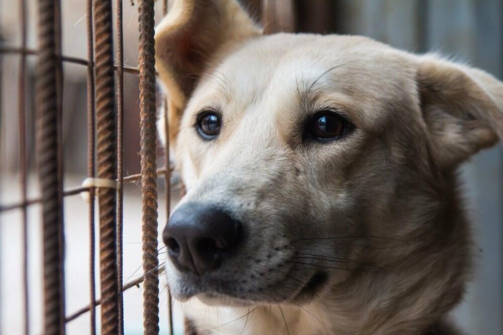 Подтопление приюта для животных: вода спала, собаки отведены в безопасное место
