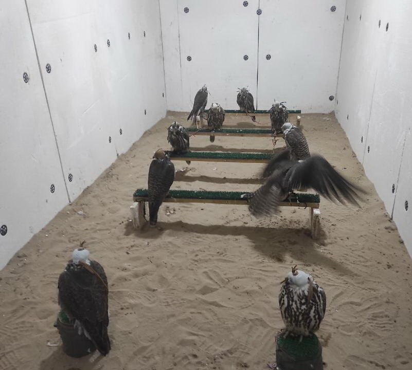 Почти 20 краснокнижных соколов-балобанов обнаружили в контейнере в Алматинской области