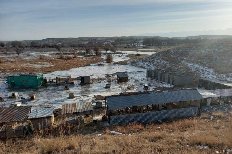 Алматы облысында бөгеттің бұзылуы салдарынан жануарлар панасы су астында қалды. Сурет: inform.kz