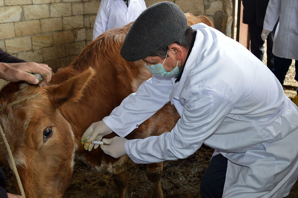 В Актюбинской области опасная инфекция поражает домашний скот