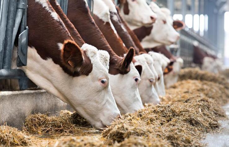 Какое развитие получило сельское хозяйство Акмолинской области за годы независимости

