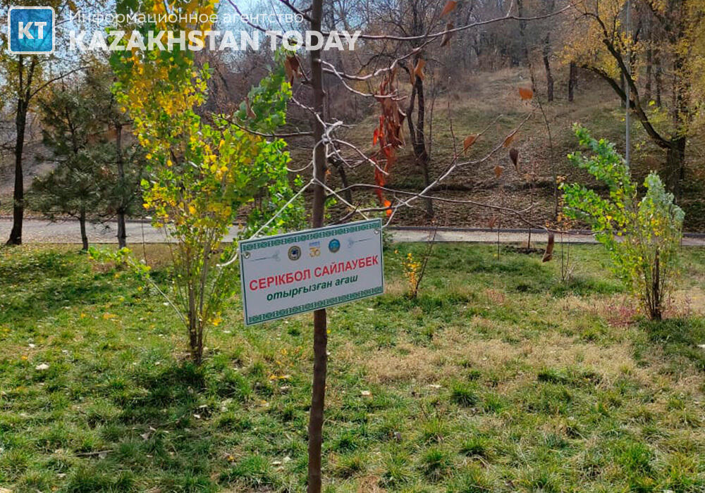 В Алматы осенью высадили 33 тысячи молодых деревьев
