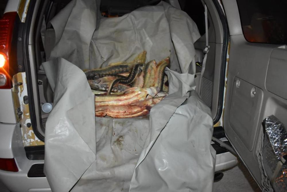 В Мангистауской области пограничники обнаружили схрон рыбы