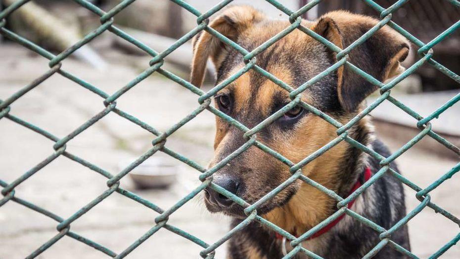 Собаки десятками погибают в приюте для "черной" передержки в Алматинской области, волонтеры просят о помощи