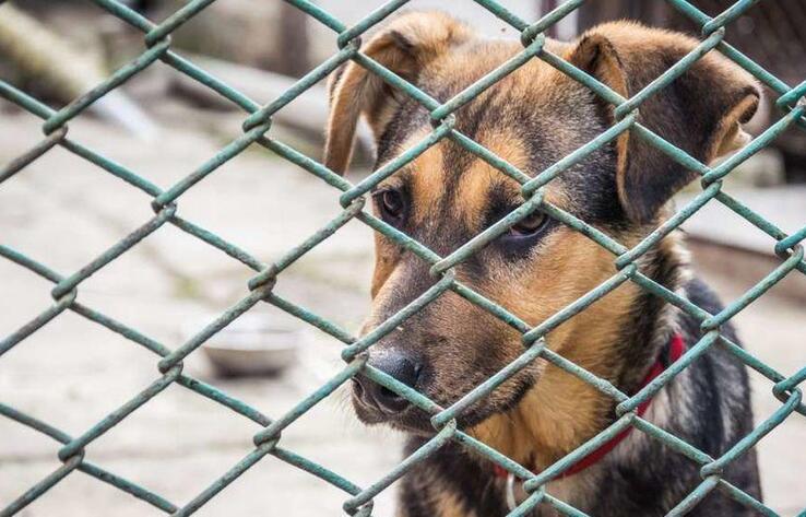 Собаки десятками погибают в приюте для "черной" передержки в Алматинской области, волонтеры просят о помощи