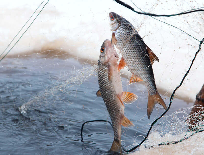 Минэкологии разработало правила субсидирования рыбоводства