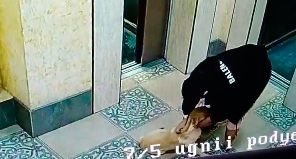 В Алматы в одном из жилых комплексов мужчина избил собаку