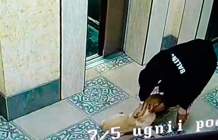 В Алматы в одном из жилых комплексов мужчина избил собаку