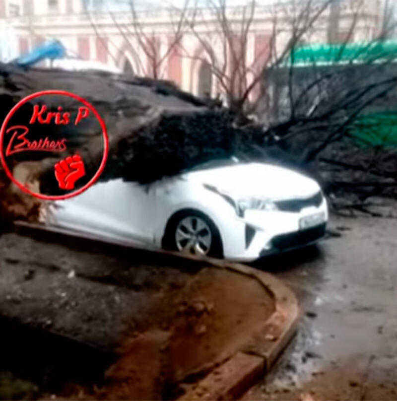 В Алматы дуб рухнул на легковую машину