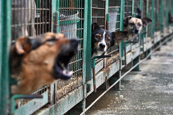 Собачий приют в Алматинской области проверяют полицейские