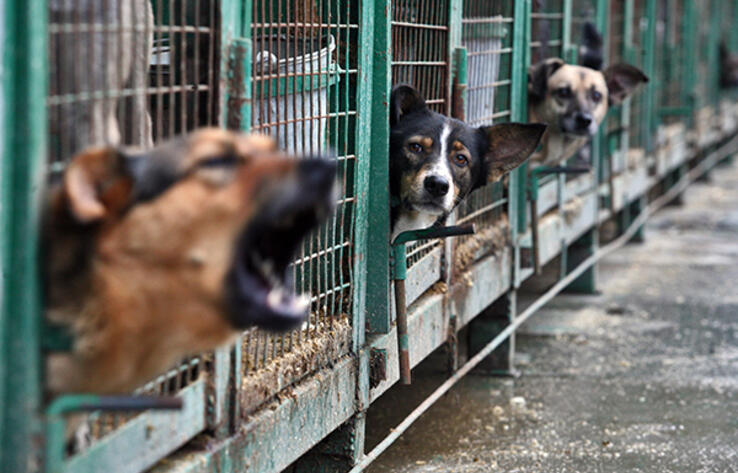 Собачий приют в Алматинской области проверяют полицейские