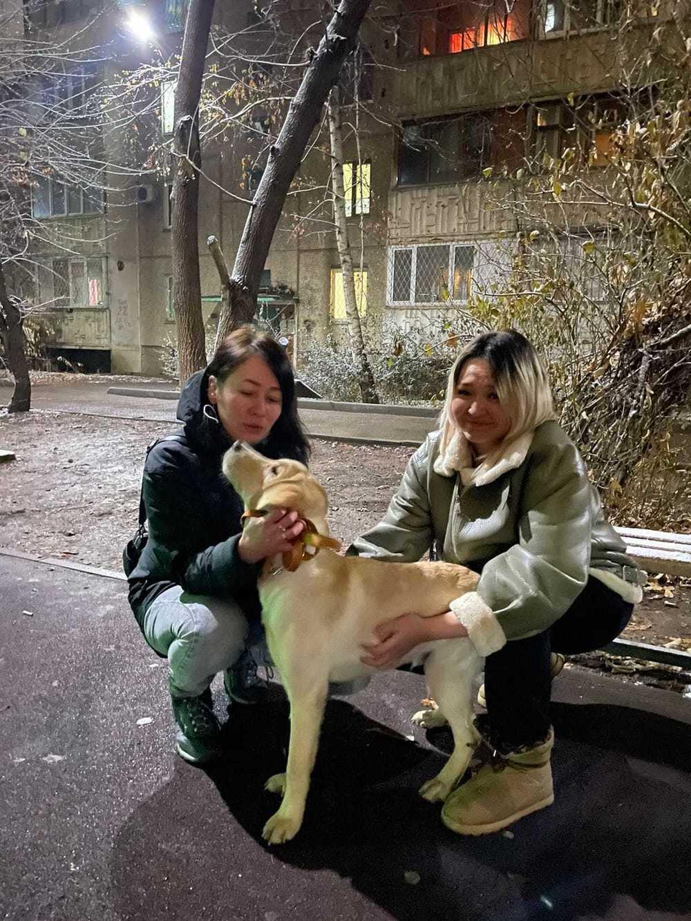 Избитую живодером собаку отдали другому владельцу 