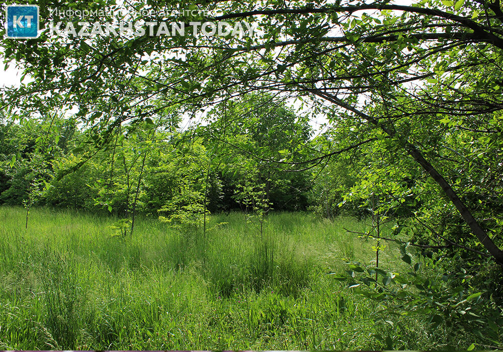 Оценку эффективности управления лесным хозяйством проведут в Казахстане