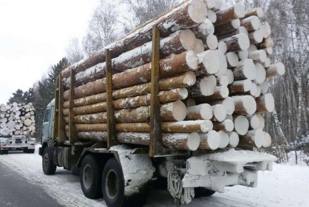 Timber export banned in Kazakhstan