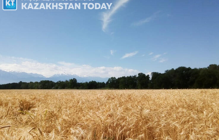В Казахстане около 29 млн гектаров сельскохозяйственных земель фактически деградировало 