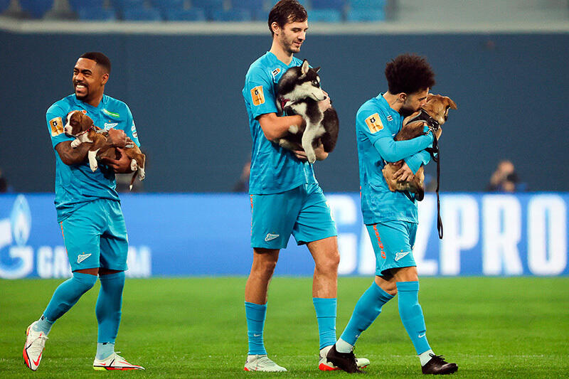 Игроки «Зенита» вышли на поле с бездомными собаками. Фото: gazeta.ru