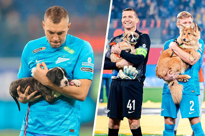 Zenit St Petersburg's stars brought out shelter dogs before a game as part of a new campaign. Images | gazeta.ru