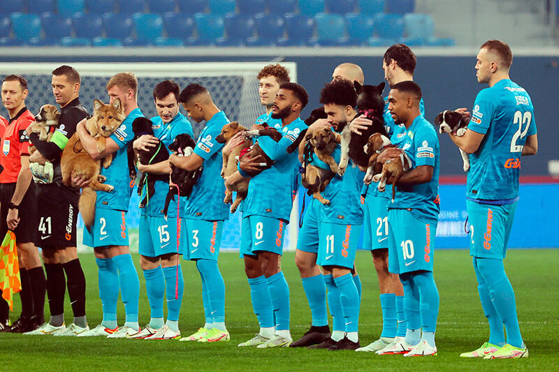 Zenit St Petersburg's stars brought out shelter dogs before a game as part of a new campaign. Images | gazeta.ru