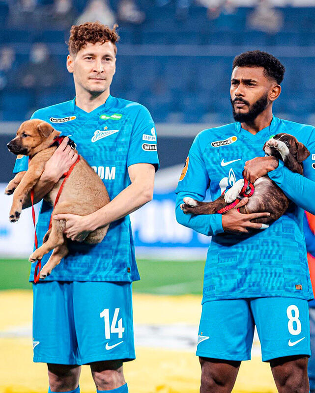 Zenit St Petersburg's stars brought out shelter dogs before a game as part of a new campaign. Images | gazeta.ru