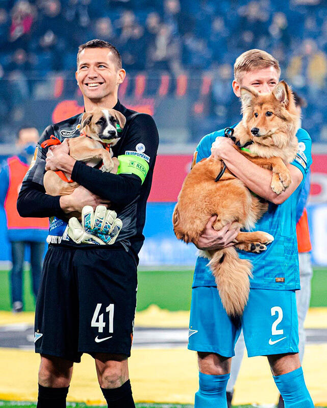 Zenit St Petersburg's stars brought out shelter dogs before a game as part of a new campaign. Images | gazeta.ru