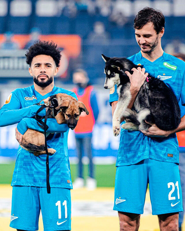 Zenit St Petersburg's stars brought out shelter dogs before a game as part of a new campaign. Images | gazeta.ru