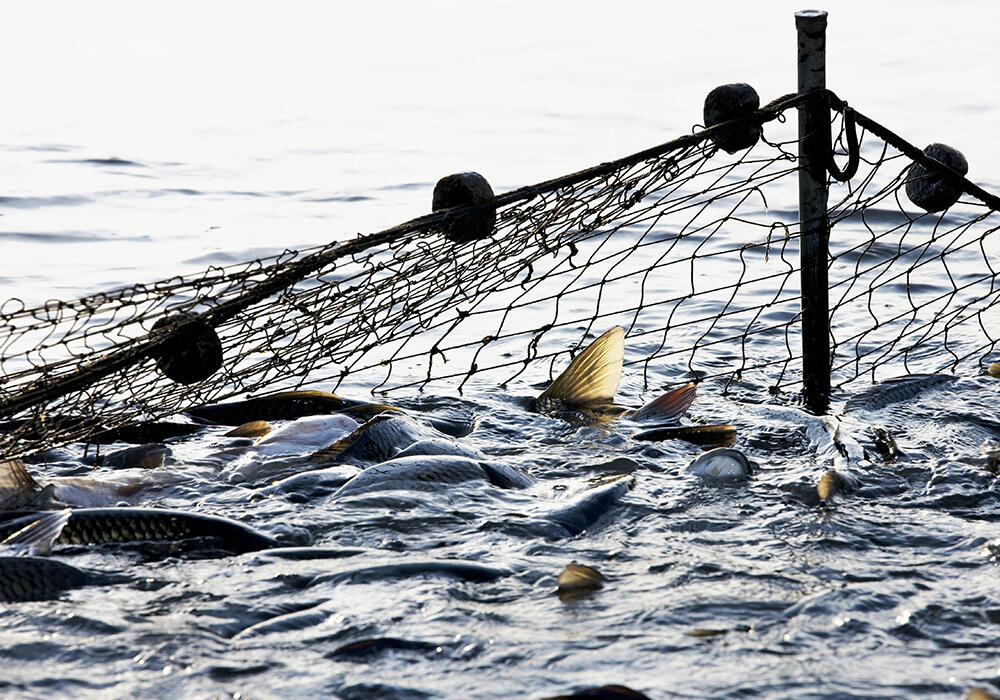 Ущерб от браконьерской рыбной ловли в Казахстане превысил 170 млн тенге