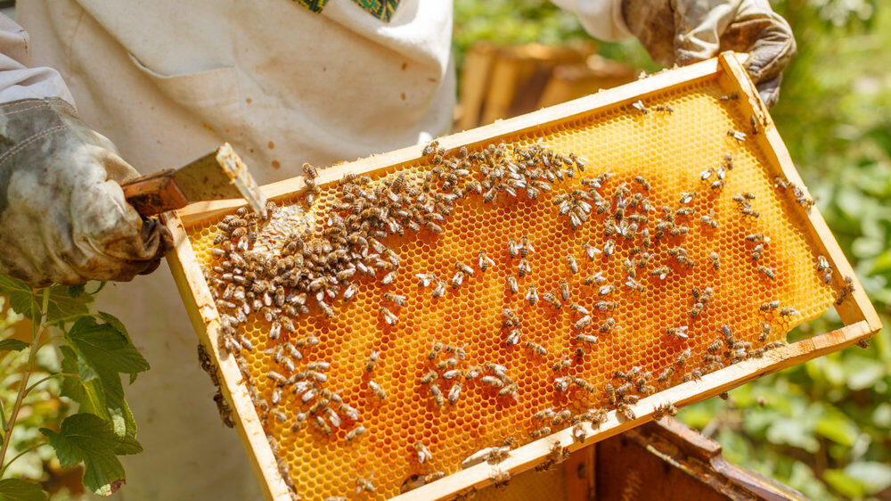 В Шымкенте пчеловоды не могут получить положенные им субсидии