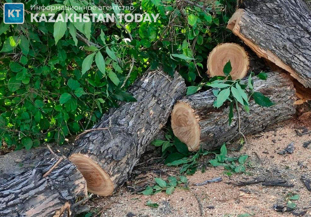 В РК за год зарегистрировали 111 фактов незаконной вырубки деревьев