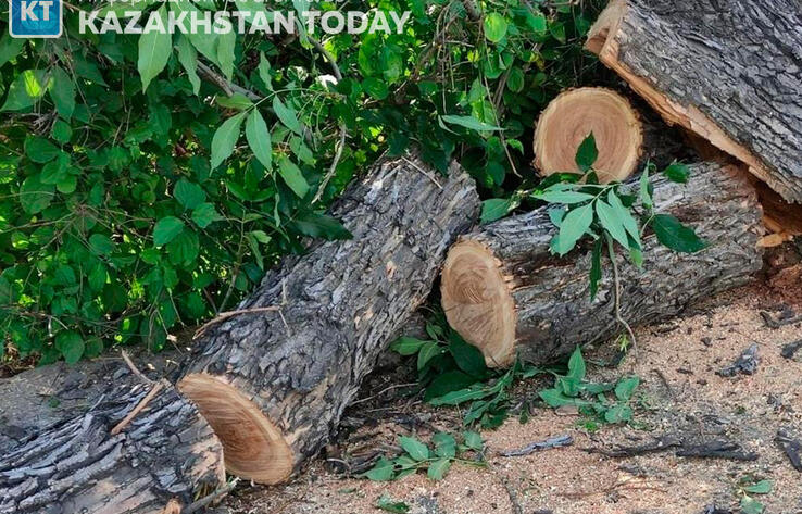 В РК за год зарегистрировали 111 фактов незаконной вырубки деревьев