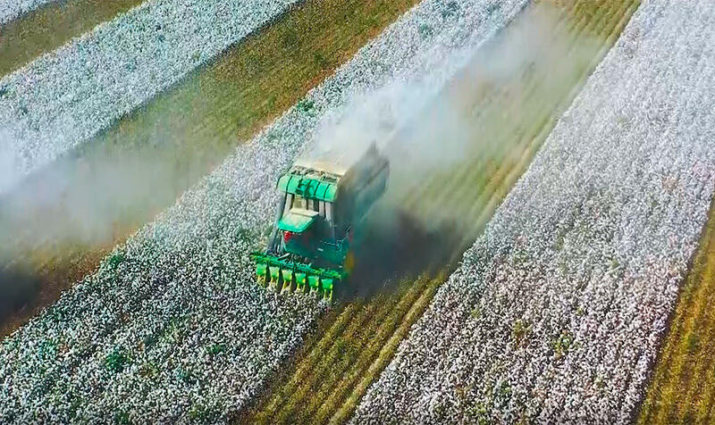 СИНЬЦЗЯН СЕГОДНЯ. Как собирают хлопок в Синьцзянском производственно-строительном корпусе