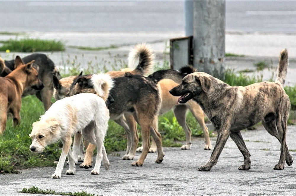 В Уральске массово уничтожают бродячих собак