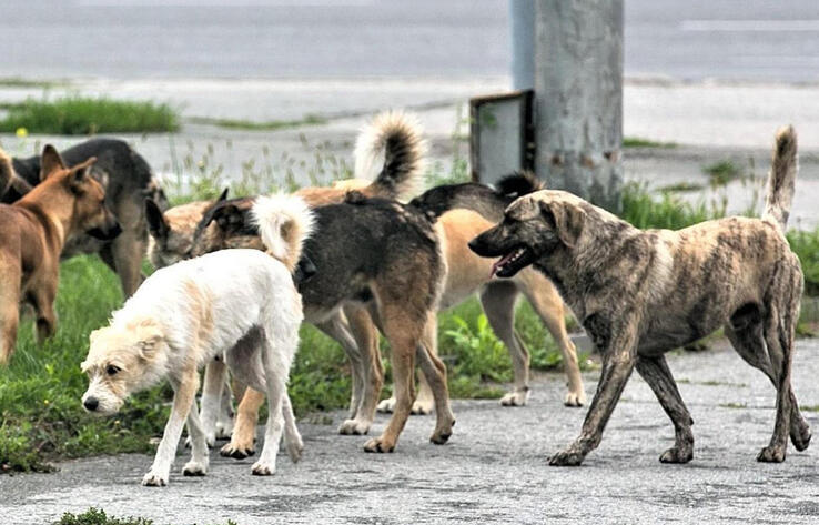 В Уральске массово уничтожают бродячих собак