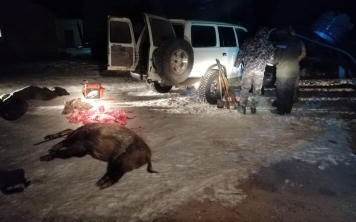 У жителя Актюбинской области в багажнике авто нашли туши шести кабанов