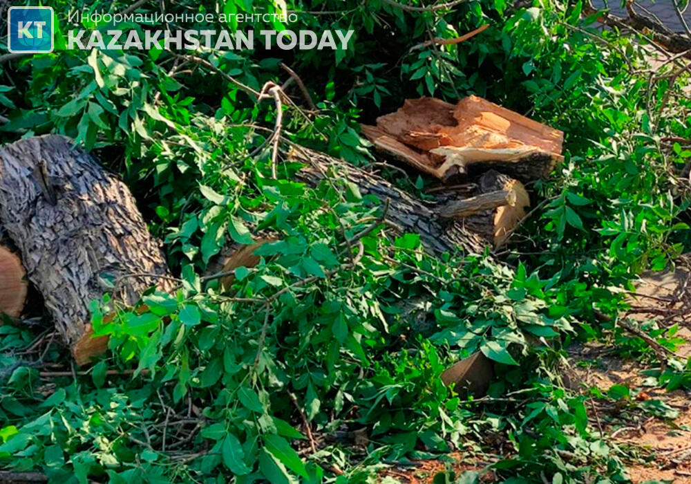 В Казахстане ужесточат наказание за незаконную вырубку лесов - Скляр