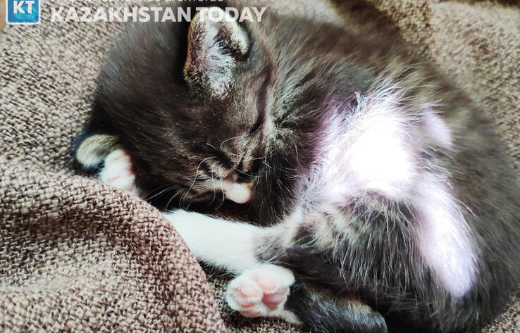 Брижит Бардо Тоқаевқа жануарларды қорғау туралы заң жобасынан олардың өлімін заңдастыратын бапты алып тастауды сұрады