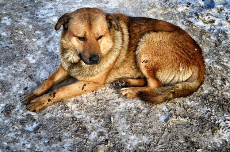 Жануарларды қорғаушылар: Өскеменде иттер жаппай атылуда